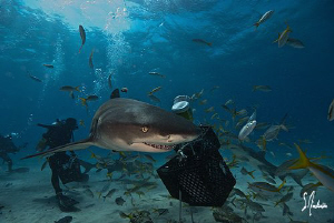 The Lemon Sharks of Tiger Beach seem to sneak around and ... by Steven Anderson 